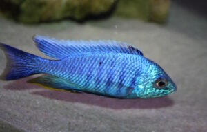 Copadichromis azureus