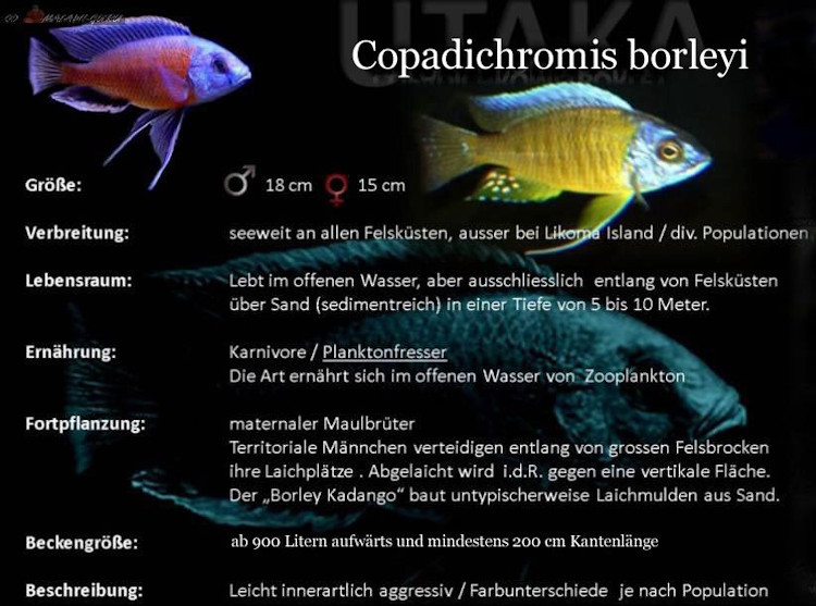 Copadichromis borley - Grafik Copadichromis borley