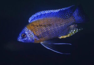 Copadichromis borleyi 'Ababi Island'
