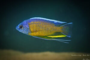 Copadichromis borleyi 'Bamba Rock'