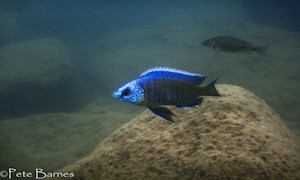Copadichromis borleyi