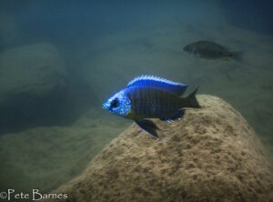 Copadichromis borleyi 'Boadzulu Island'