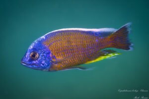 Copadichromis borleyi 'Chewere'
