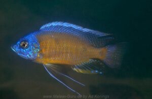Copadichromis borleyi 'Chidunga Rocks'