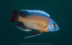 Copadichromis borleyi 'Chimwalani Reef'