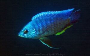 Copadichromis borleyi 'Chinyankwazi Island'