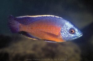Copadichromis borleyi 'Crocodile Rocks'
