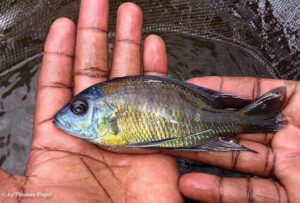 Copadichromis borleyi 'Eccles Reef'