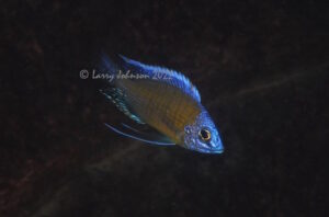 Copadichromis borleyi 'Fuawe Island'