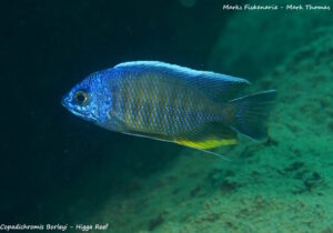 Copadichromis borleyi