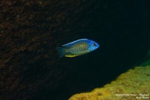 Copadichromis borleyi 'Higga Reef'