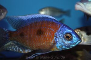 Copadichromis borleyi 'Jalo Reef'