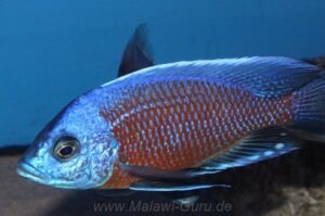 Copadichromis borleyi 'Jalo Reef'