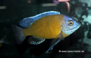 Copadichromis borleyi 'Jalo Reef'