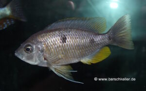 Copadichromis borleyi 'Jalo Reef'
