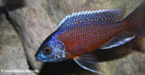 Copadichromis borleyi 'Kadango'