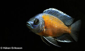 Copadichromis borleyi 'Kadango'