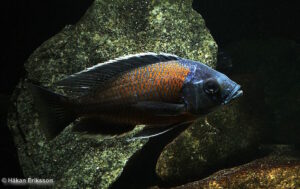 Copadichromis borleyi 'Kadango'