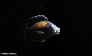 Copadichromis borleyi 'Kadango'