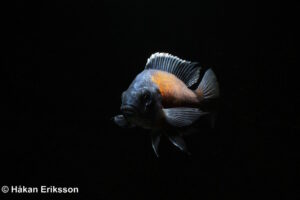 Copadichromis borleyi 'Kadango'