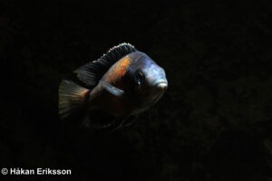Copadichromis borleyi 'Kadango'