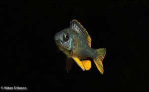 Copadichromis borleyi 'Kadango'