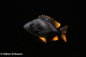 Copadichromis borleyi 'Kadango'