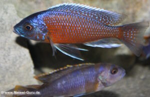 Copadichromis borleyi 'Kadango'