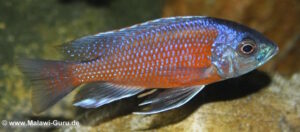 Copadichromis borleyi 'Kadango'