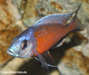 Copadichromis borleyi 'Kadango'