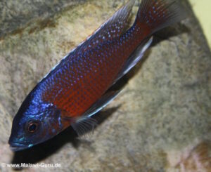 Copadichromis borleyi 'Kadango'