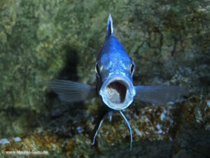 Copadichromis borleyi