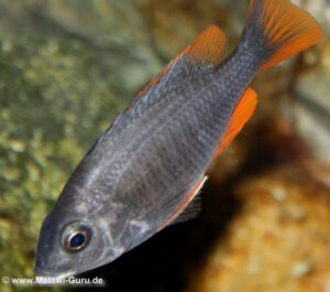 Copadichromis borleyi 'Kadango'