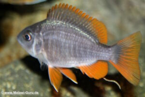 Copadichromis borleyi 'Kadango'