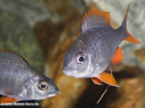 Copadichromis borleyi 'Kadango'