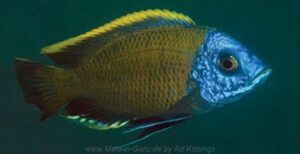 Copadichromis borleyi 'Kande Island'
