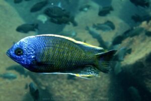 Copadichromis borleyi 'Linganjala Reef'