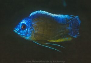 Copadichromis borleyi 'Londo Bay'