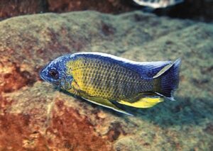 Copadichromis borleyi 'Lupingu'