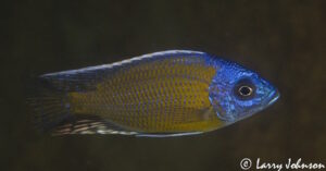 Copadichromis borleyi 'Luwala Reef'
