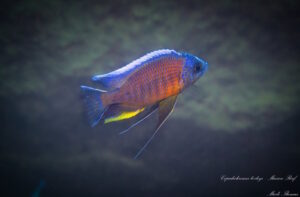 Copadichromis borleyi 'Maison Reef'