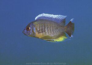 Copadichromis borleyi 'Makonde'