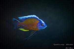 Copadichromis borleyi 'Matambukira Rocks'