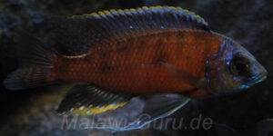Copadichromis borleyi 'Mbenji Island'
