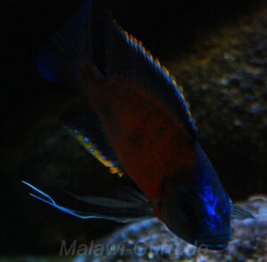 Copadichromis borleyi 'Mbenji Island'