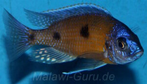 Copadichromis borleyi 'Mbenji Island'