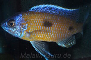 Copadichromis borleyi 'Mbenji Island'