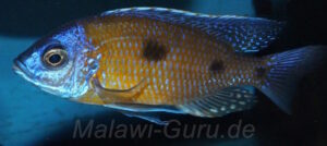 Copadichromis borleyi 'Mbenji Island'