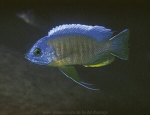 Copadichromis borleyi 'Mphanga Rocks'
