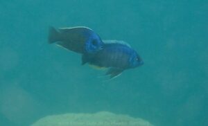 Copadichromis borleyi 'Mumbo Island'